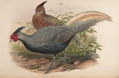 Euplocamus lineatus = Lophura leucomelanos oatesi